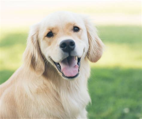 Golden Retriever Puppy Biting: Practical Strategies and Tips