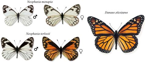 Evaluating an Alleged Mimic of the Monarch Butterfly: Neophasia ...