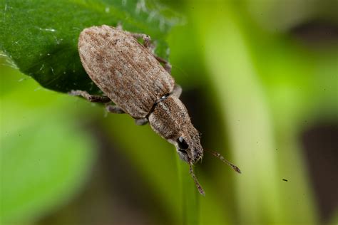 Adult weevils are active: tips for identification and control – Cesar ...