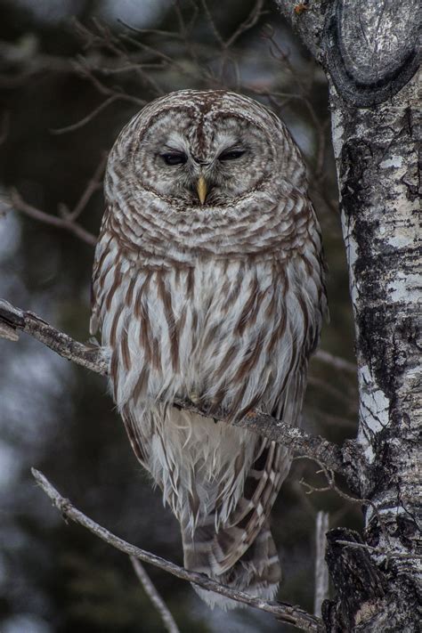 Owls In Michigan