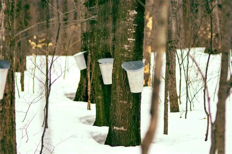 Exploding Trees Video 的图像结果