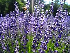 lavanda in vaso cure pianta di lavanda piante perenni caratteristiche della lavanda in vaso cure pianta di lavanda piante perenni caratteristiche della