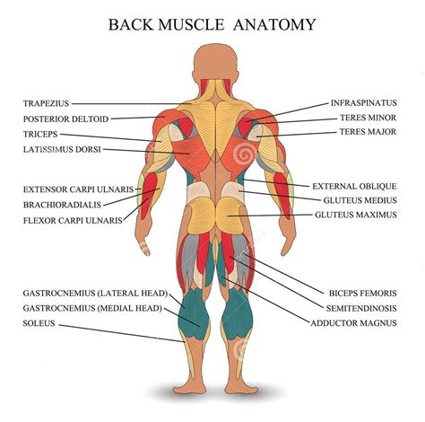 Body Muscles Back View at Ada Tawney blog