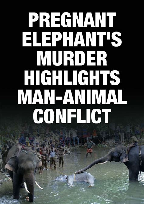 From bees and chilli to tiger tapes, the tricks they try to keep ...