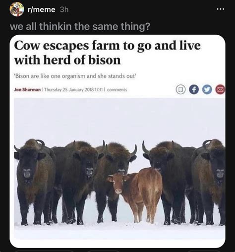 The joke is porn : r/ComedyCemetery