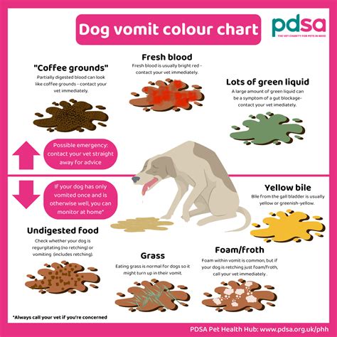 Vomiting in dogs - PDSA