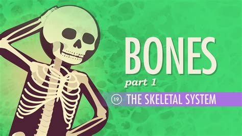 Image result for Crash Course Skeletal System