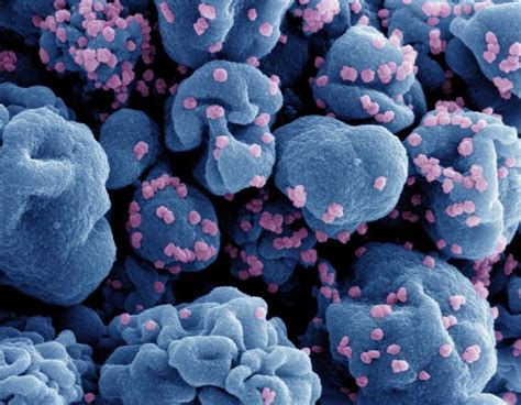 NIH-sponsored trial of nasal COVID-19 vaccine opens | National ...