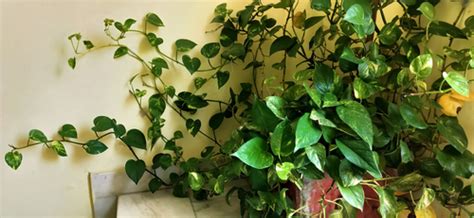 Vastu Tips to Place Money Plant In Bedroom