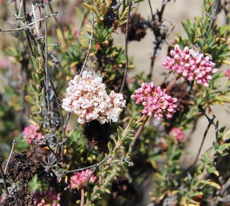 California Buckwheat - Native Plants - CSU Channel Islands