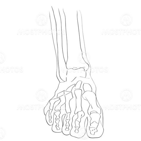 Image result for Front View of Toe