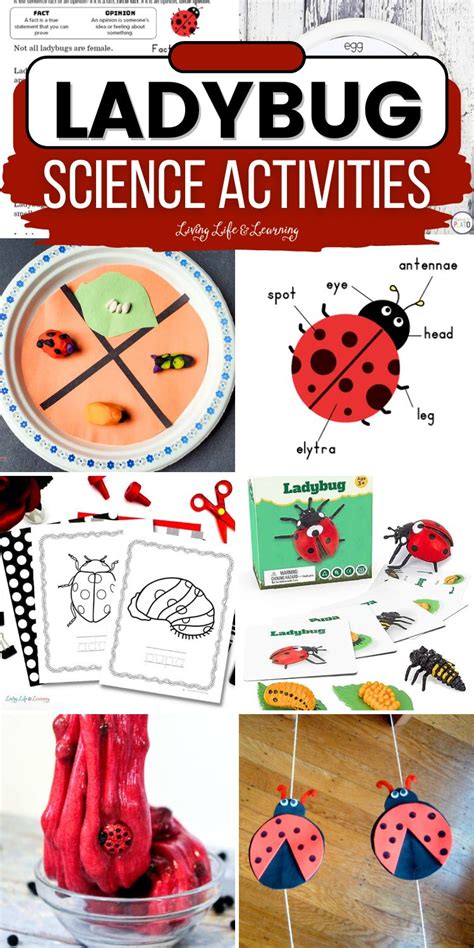 Image result for Ladybug Science