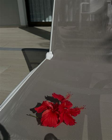 𝐓𝐡𝐞𝐫𝐞𝐬𝐚 𝐙𝐢𝐦𝐦𝐞𝐫𝐦𝐚𝐧 | So far so good. 🌺 | Instagram