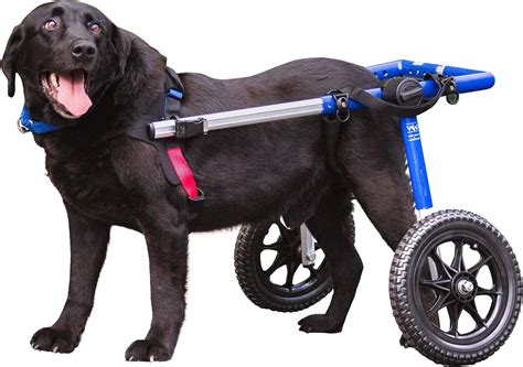 Walkin' Wheels Dog Wheelchair - for Large Dogs 70-180 Pounds ...