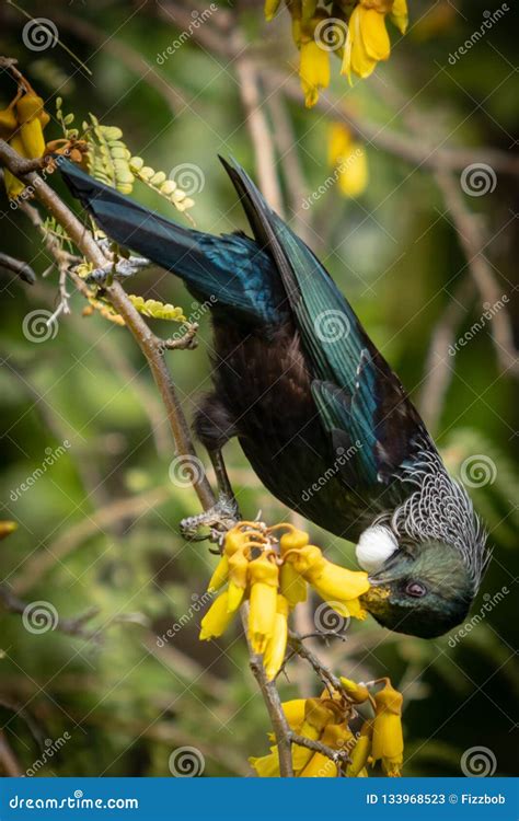 New Zealand Native Songbird the Tui in Native Kowhai Tree Sucking Nectar from Bright Yellow ...