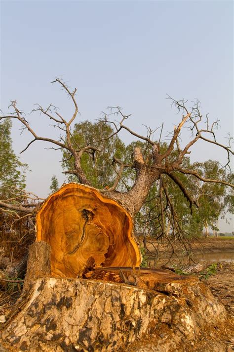 Image result for Face Cut Tree Felling