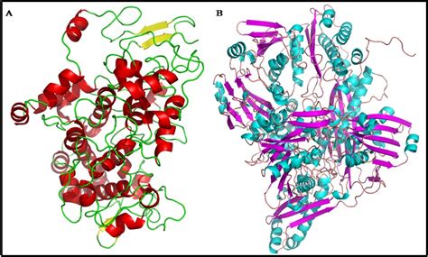 Fig. 1: It shows the Modeled structures of (A): Cyclooxygenase – 2 and ...