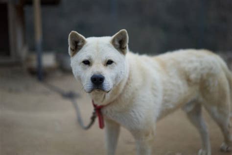 Korean Jindo – GoofyTails