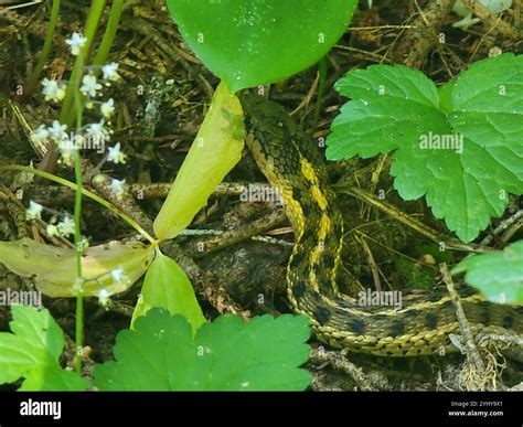 Western Terrestrial Garter Snake (Thamnophis elegans Stock Photo - Alamy
