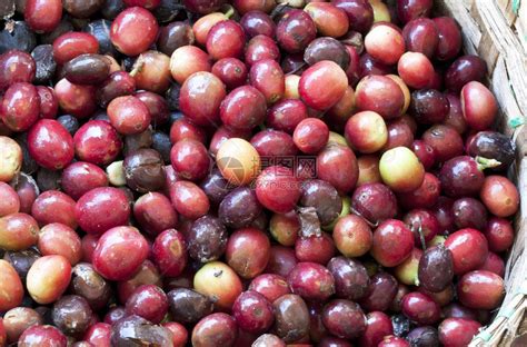 在泰国北部的树上成熟的咖啡豆高清图片下载-正版图片503286211-摄图网