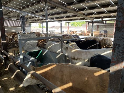 Image result for Small Farm Beef Processing