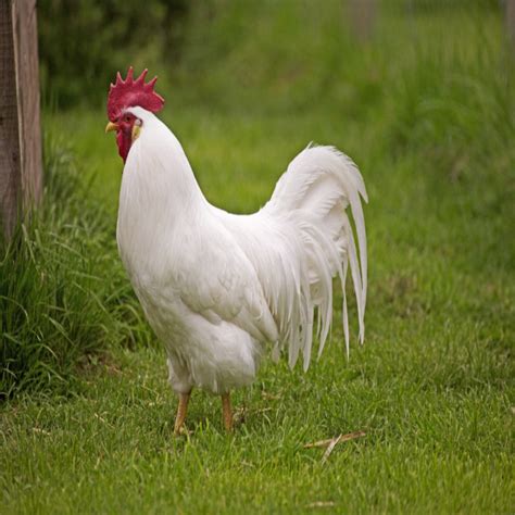 Image result for Animals Using Compouter