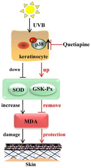 Antioxidative Effect of Quetiapine on Acute Ultraviolet-B-Induced Skin ...