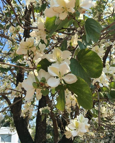 Pata-de-vaca-branca | Vertflora