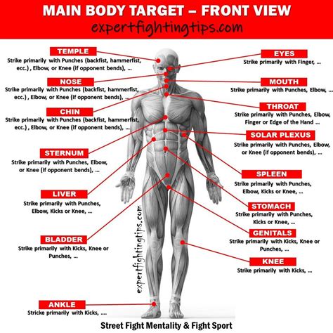 The main targets of the human body – Artofit