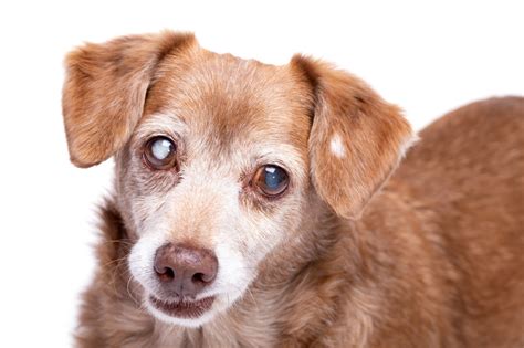 Cloudy Vision: Cataracts in Dogs | Oakland Veterinary Referral Services