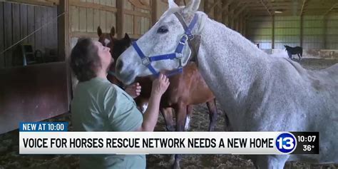 Voice for Horses Rescue Network needs new home for horses