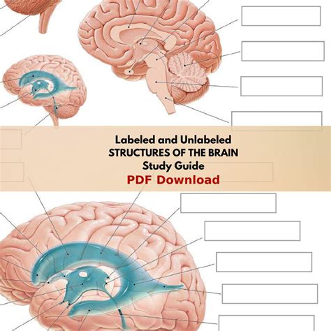 Structures of the Human BRAIN Worksheet Printable PDF Study Guide ...