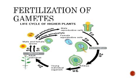 Seed Development 的图像结果