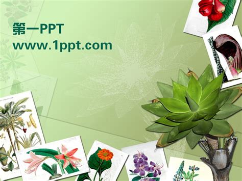 绿色植物鲜花背景PPT模板下载 - 第一PPT