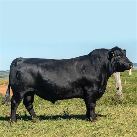 BLACK BULL - ABERDEEN ANGUS