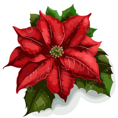Poinsettia Clip Art