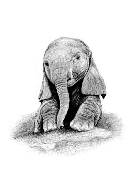 Baby Elephant Images For Drawing at Joan Byrd blog