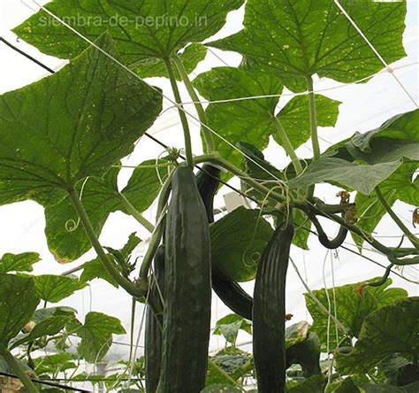 La importancia de entutorar tu siembra de pepino