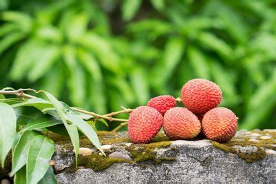 Image result for Lychee Tree Problems