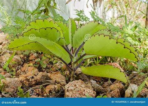 Side View of a Small Leaf of Life Plant Stock Photo - Image of love ...