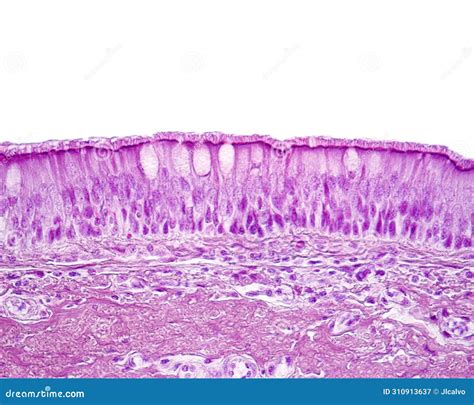 Ciliated Pseudostratified Columnar or Respiratory Epithelium Stock Image - Image of microscopy ...
