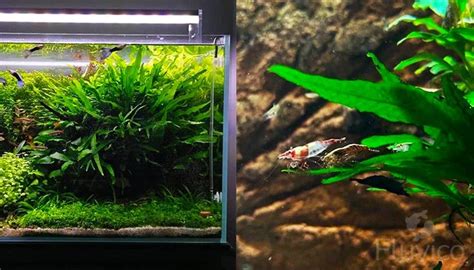 Image result for Growing Java Fern in a Bucket