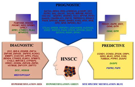 DNA Methylation as a Diagnostic, Prognostic, and Predictive Biomarker ...