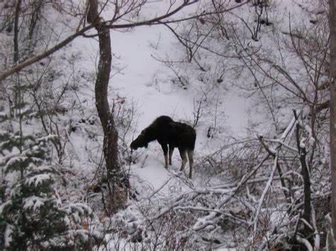 Do Moose Hibernate? The Truth about how moose survive winter