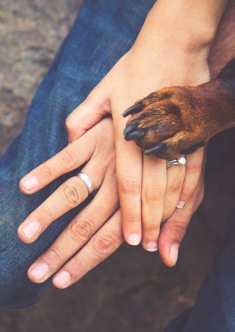 9 Pictures Of Doggies At Indian Weddings That'll Convince You There's ...