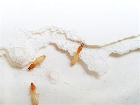 Image result for Termite Update