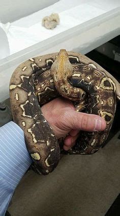 10 Beautiful Reticulated Python Morphs - ReptileWorldFacts | Reticulated python, Reticulated ...