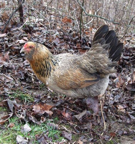 Pam's Backyard Chickens: Easter Egger Chicken - Breed Spotlight