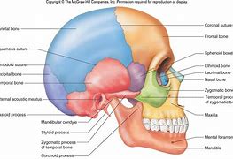 Image result for Inside Skull Bone Anatomy