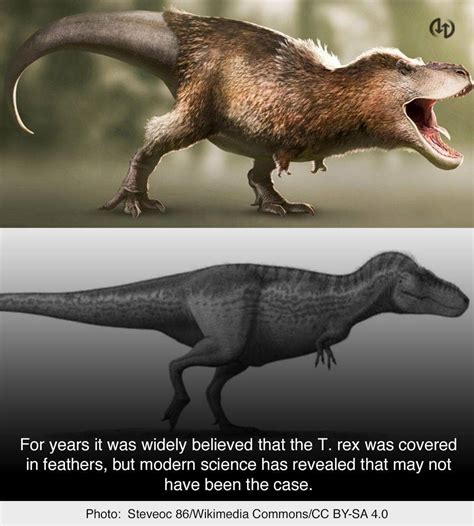 What Did Dinosaurs Really Look Like What 6 Dinosaurs From